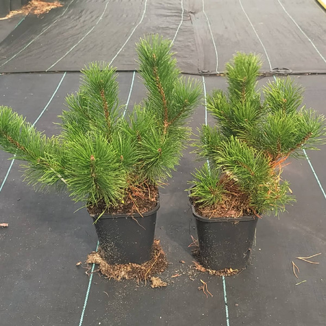 Sosna górska Mugo Mughus (C2)