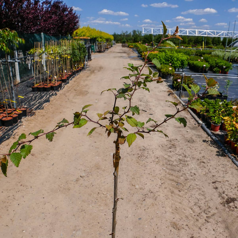 Wiśnia wczesna Kojou-no-mai karłowa na pniu