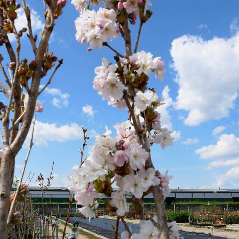 Wiśnia Piłkowana Amanogawa Kolumnowa