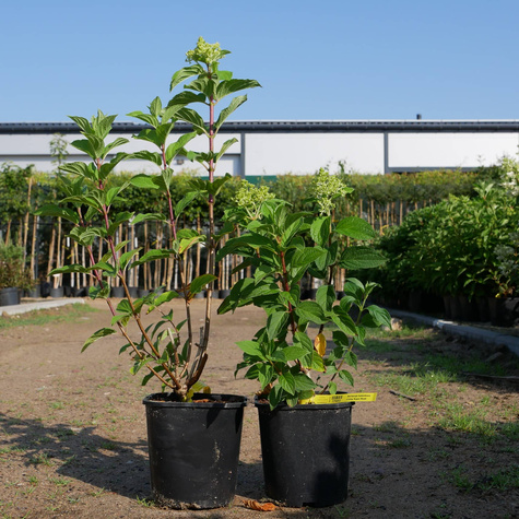 Hortensja bukietowa Living Sugar Rush (C2)