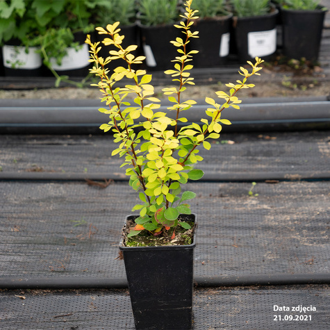 Berberys Thunberga Aurea (C2)