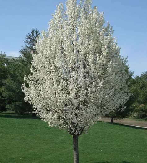 Grusza Kongresówka Plant Pack