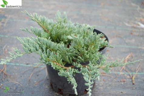 Jałowiec płożący Blue Chip dywanowy (P9)