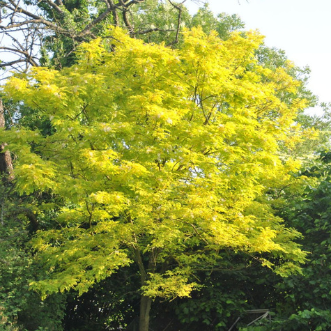 Glediczja trójcierniowa Sunburst (C2)