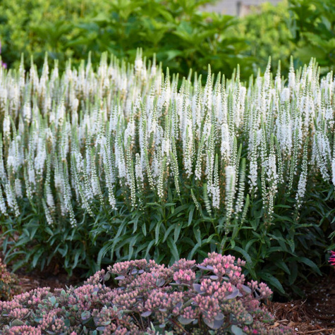 Przetacznik kłosowy Snow (C2)