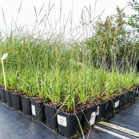 Trzęślica modra Dauerstrahl