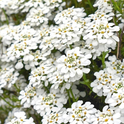 Ubiorek wiecznie zielony (C2)