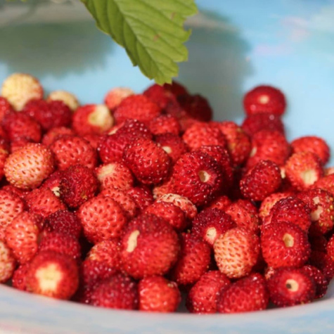 Poziomka Rujana 0,3g