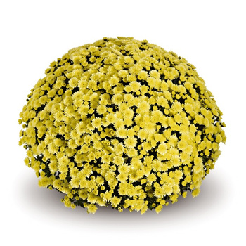 Chryzantema drobnokwiatowa Jasoda Yellow sadzonki w doniczce P11