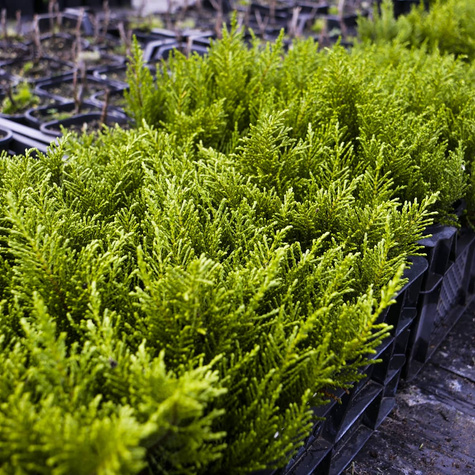 Hebe ochrowa 'James Stirling'