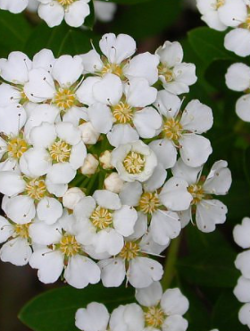 Tawuła japońska Inez