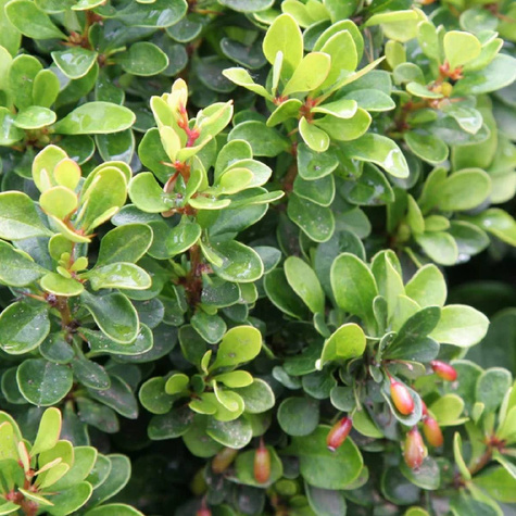 Berberys Thunberga Kobold (C2)