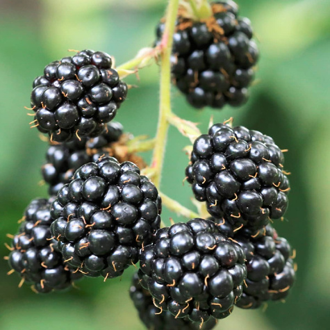 Jeżyna bezkolcowa Plant Pack