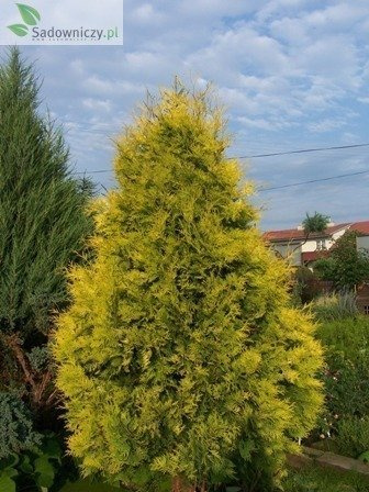 Thuja Tuja Żywotnik zachodni Sunkist (C2)
