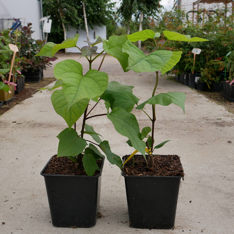 Katalpa Surmia wielokwiatowa Storczykowiec odstrasza komary w doniczce (C2)