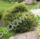 Thuja Tuja Żywotnik zachodni Stolvijk (C2)