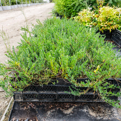 Szczodrzeniec Żarnowiec Położony (C2)