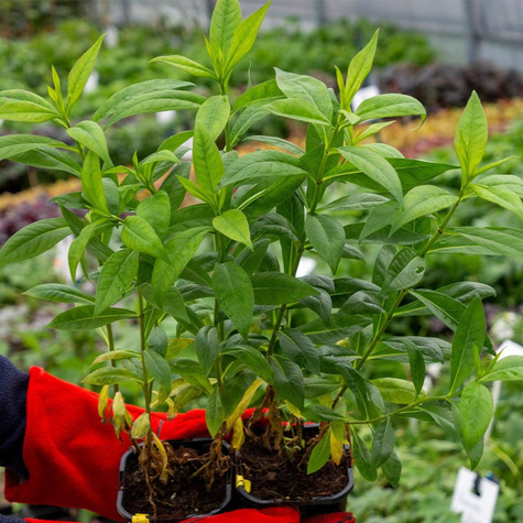 Płomyk wiechowaty Floks Cosmopolitan (C2)