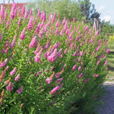 Tawuła Billarda (C2)