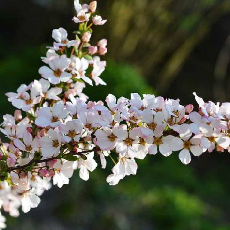 Tawuła Thunberga Fujino Pink (C2)