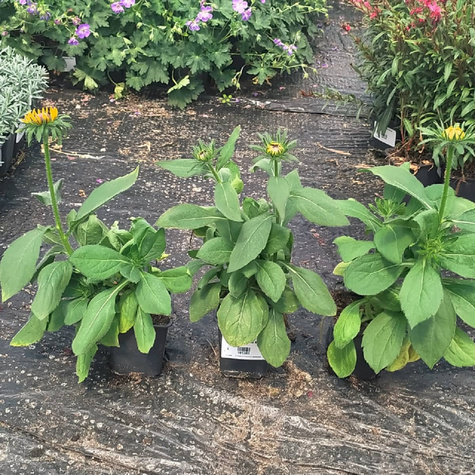 Rudbekia owłosiona Rudy Mini Yellow and Black (C2)