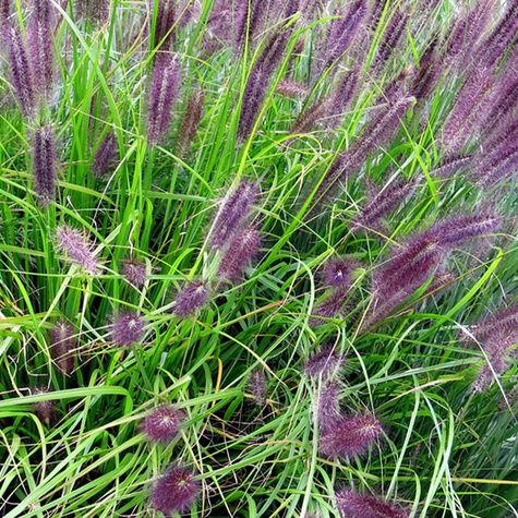 Rozplenica japońska Piórkówka Viridescens