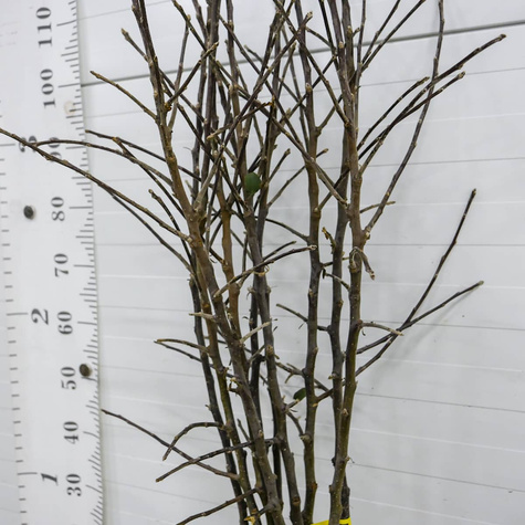 Jabłoń Red Cap Plant Pack