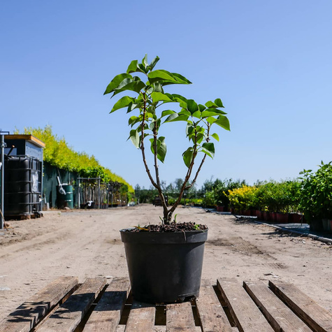 Lilak pospolity (C2)