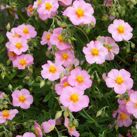 Posłonek ogrodowy  Lawrenson`s Pink (C2)