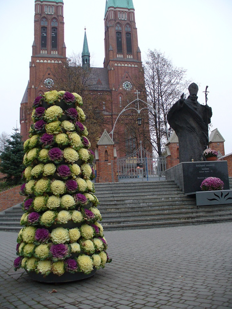 Kapusta Ozdobna biała Karbowana SADZONKA Królowa Jesieni