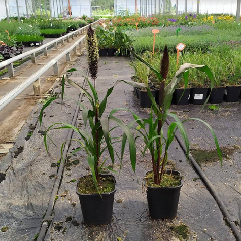 Rozplenica Perłowa Purple Baron (C2)