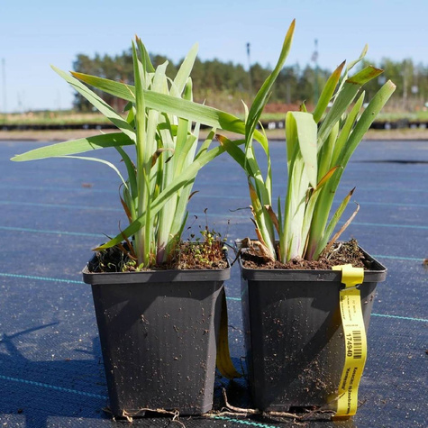 Kosaciec różnobarwny Kermesina (C2)