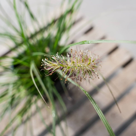 Rozplenica Japońska Piórkówka Little Honey (C2)