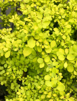 Berberys thunberga Aurea (C2)