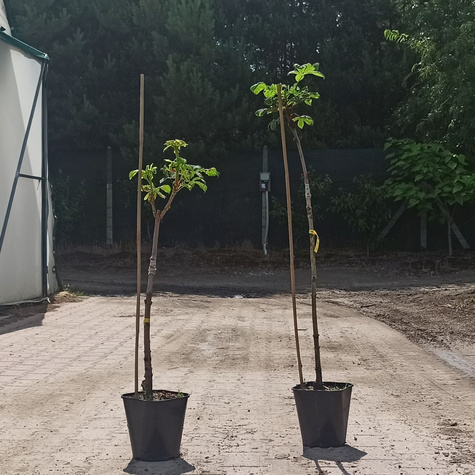 Kasztanowiec biały Baumani (obw. 16-18 cm, H200/300 Pa150-180)