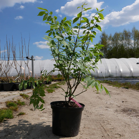 Trzmielina oskrzydlona Compactus (C2)