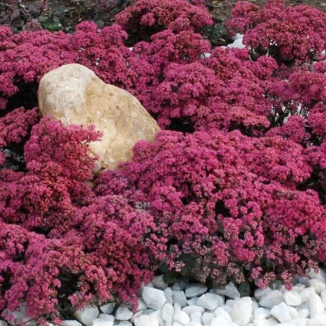 Rozchodnik mieszańcowy Sunsparkler Blue Elf (C2)