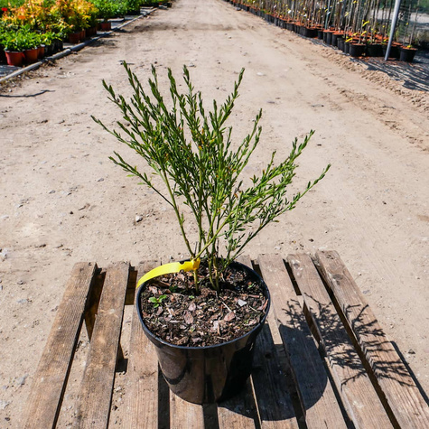Szczodrzeniec Żarnowiec miotlasty Boskoop Ruby (P9)