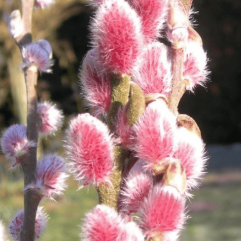 Wierzba wiotka mt aso na pniu (C5)