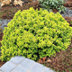 Berberys thunberga Golden Devine (P9)