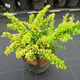 Berberys Thunbergii Sunsation PA 40cm