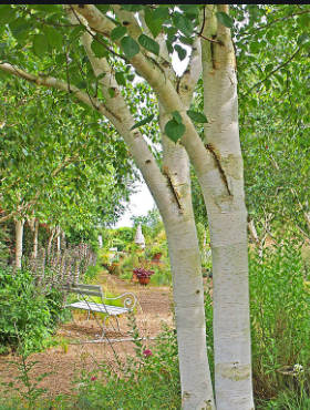 Brzoza Pożyteczna Brzoza Himalajska Long Trunk Szczepiona (Pa 160, obw.8-14cm h 180/250)