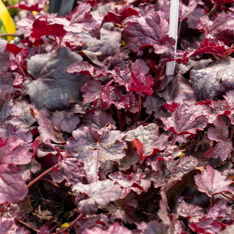 Żurawka ogrodowa Plum Pudding Purpurowo-srebrna (C2)