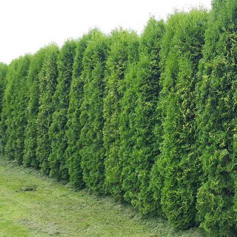 Thuja Tuja Żywotnik zachodni Columna (P9)
