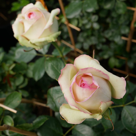 Róża pnąca Eden Rose (C2)