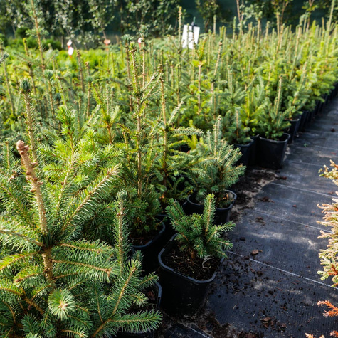 Świerk kłujący Glauca Świerk srebrny