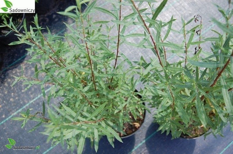 Wierzba purpurowa nana płożąca (C2)