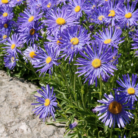 Aster Alpejski Błękitny (C2)