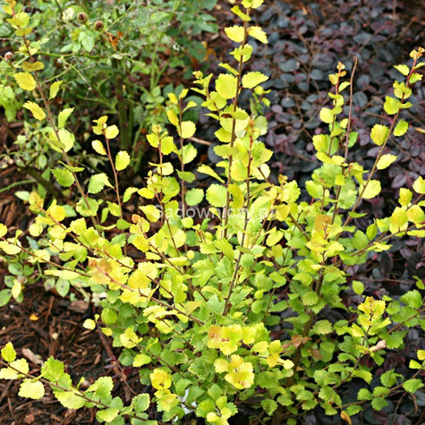 Brzoza karłowata krzaczasta Golden Treasure (P9)