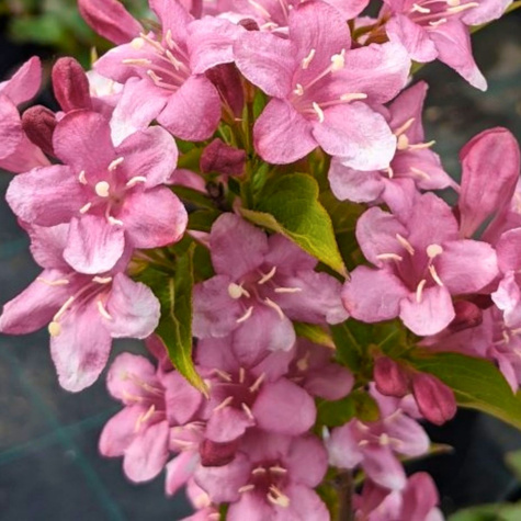 Krzewuszka wczesna Bouquet Rose (P9)